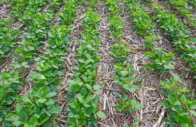 No till bg